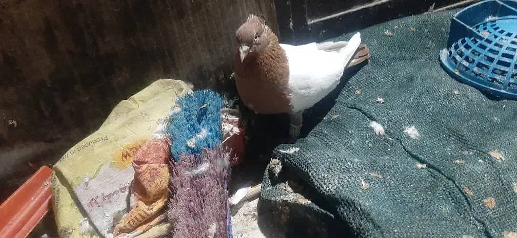 کبوتر|پرنده|شوش, |دیوار