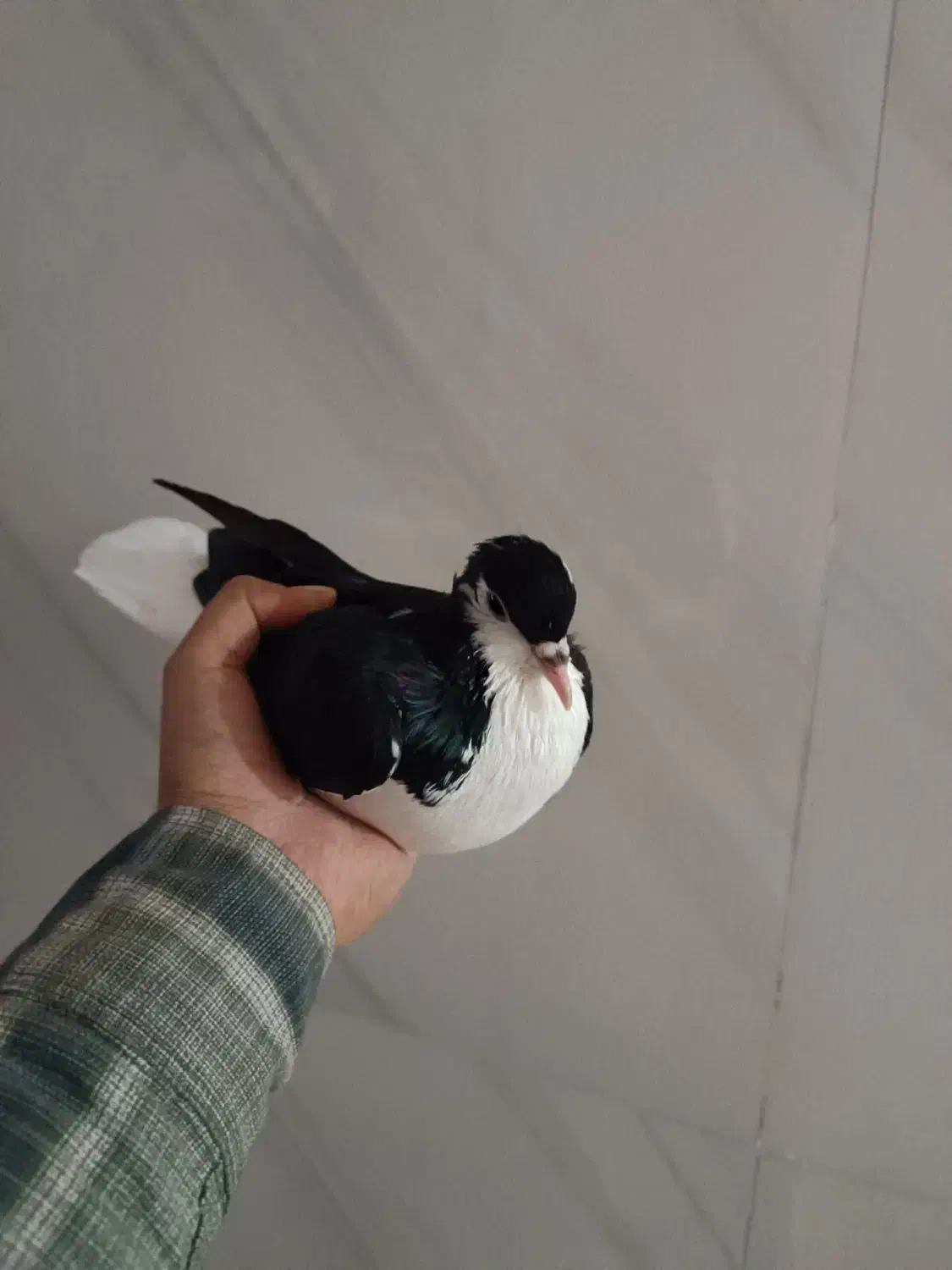 فروش کبوتر|پرنده|مشهد, قائم|دیوار