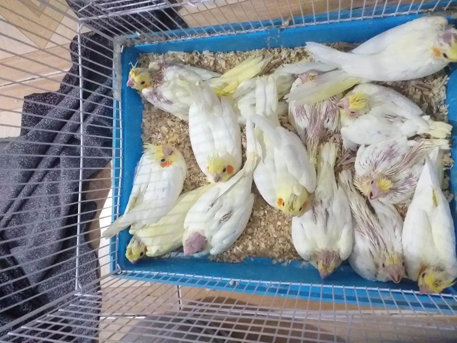 جوجه عروس هلندی|پرنده|رفسنجان, |دیوار