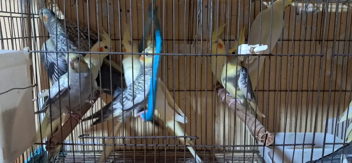 جوجه عروس هلندی سه ماهه|پرنده|رشت, نخودچر|دیوار