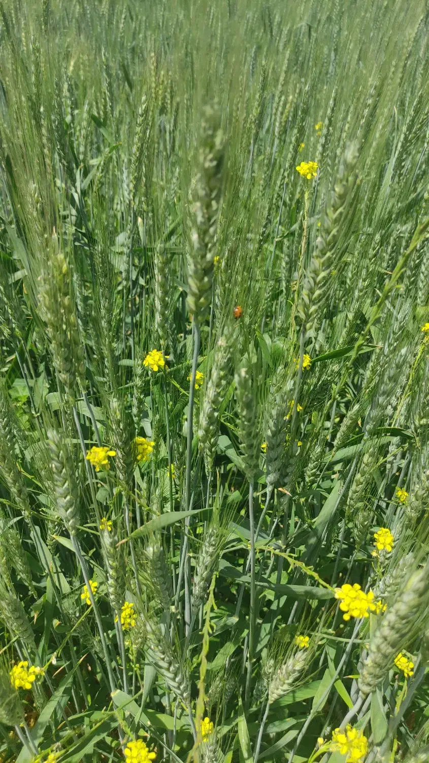 فروش۱۰۰۰متر زمین در شهرستان کوار مناسب باغ شهری|فروش زمین و ملک کلنگی|کوار, |دیوار