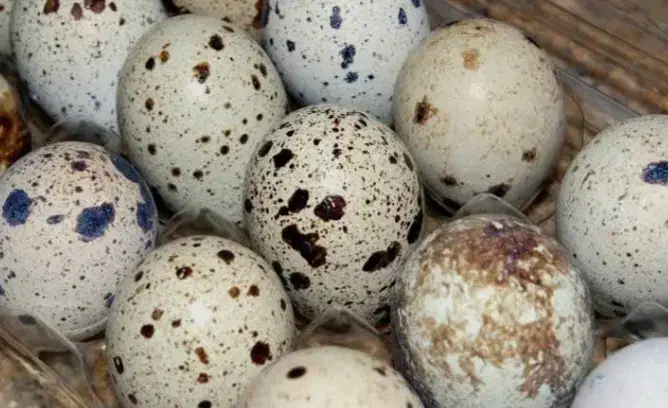 تخم بلدرچین خوراکی ۴هزاروپانصدتومن|حیوانات مزرعه|قائم‌شهر, |دیوار