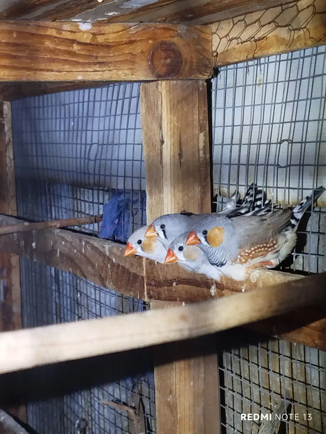 رنگ فروشی|لوازم جانبی موبایل و تبلت|بندرعباس, |دیوار