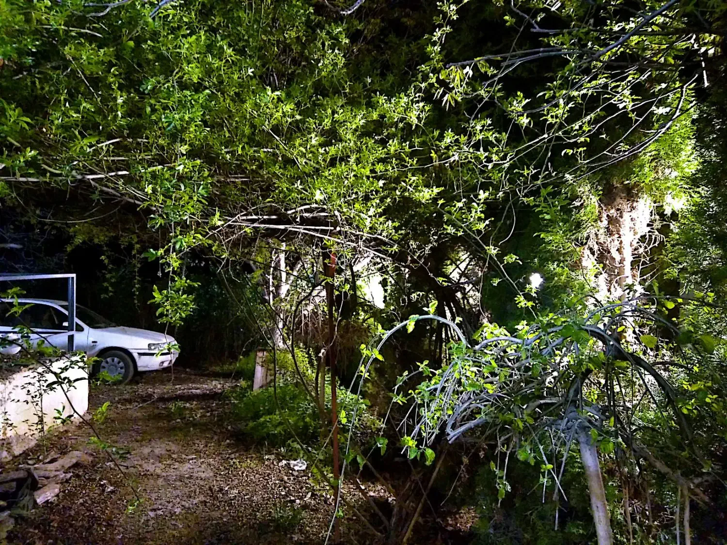 ویلا جنگلی کوهستانی|فروش خانه و ویلا|کجور, |دیوار