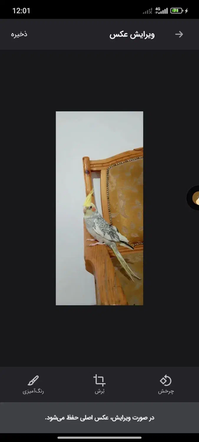 عروس هلندی نر دستی|پرنده|پاکدشت, پاکدشت (مامازند)|دیوار