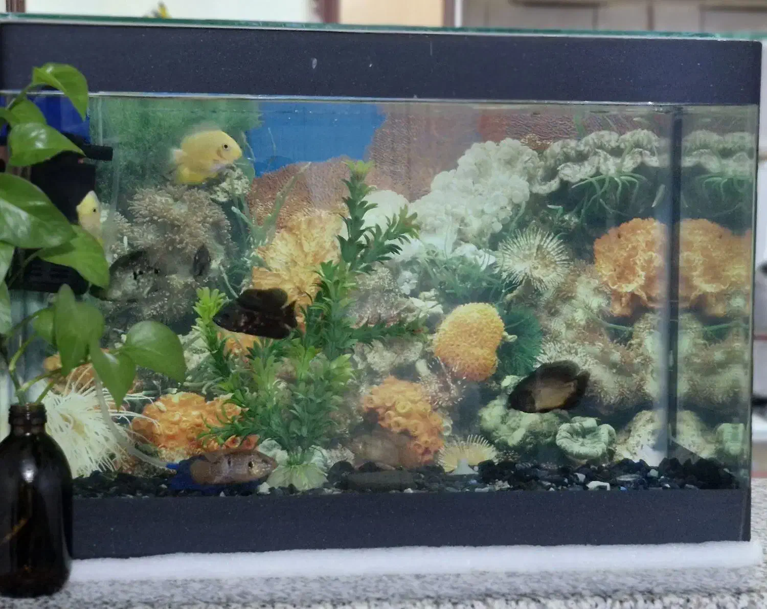 آکواریوم شیشه خم با وسایل و ماهی|ماهی|محمدشهر, علی آباد گونه|دیوار