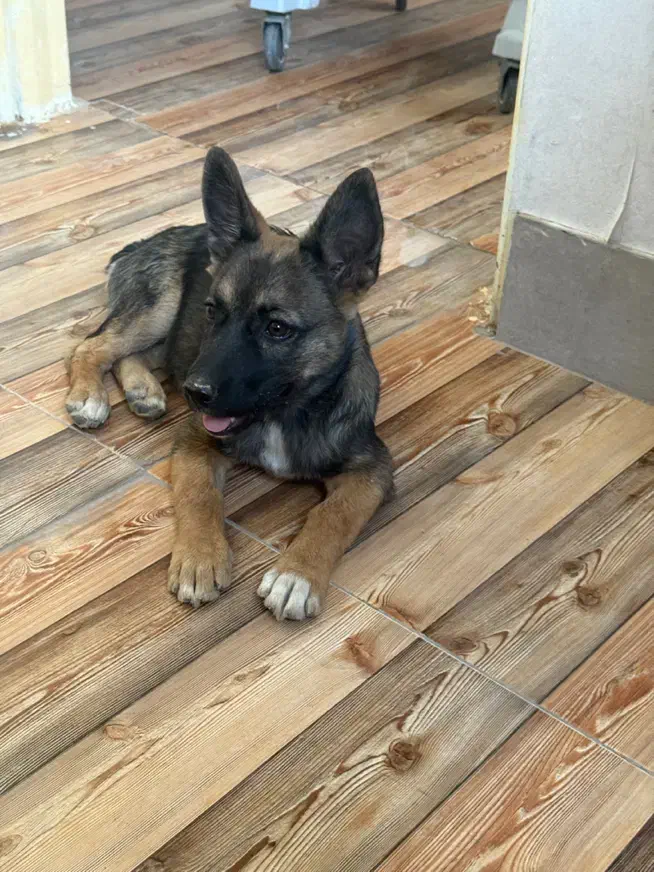 واگذاری بهترین نژاد هیبرید اورجینال|سگ|ری, شهرری|دیوار