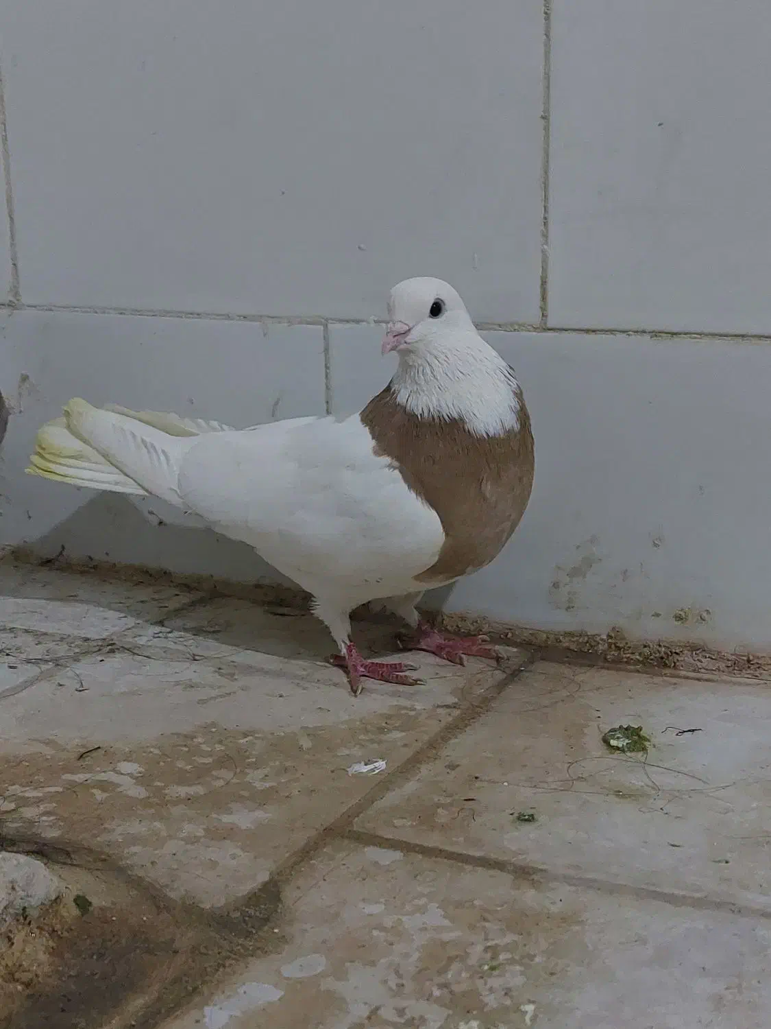 طوقی|پرنده|قم, میدان نو|دیوار