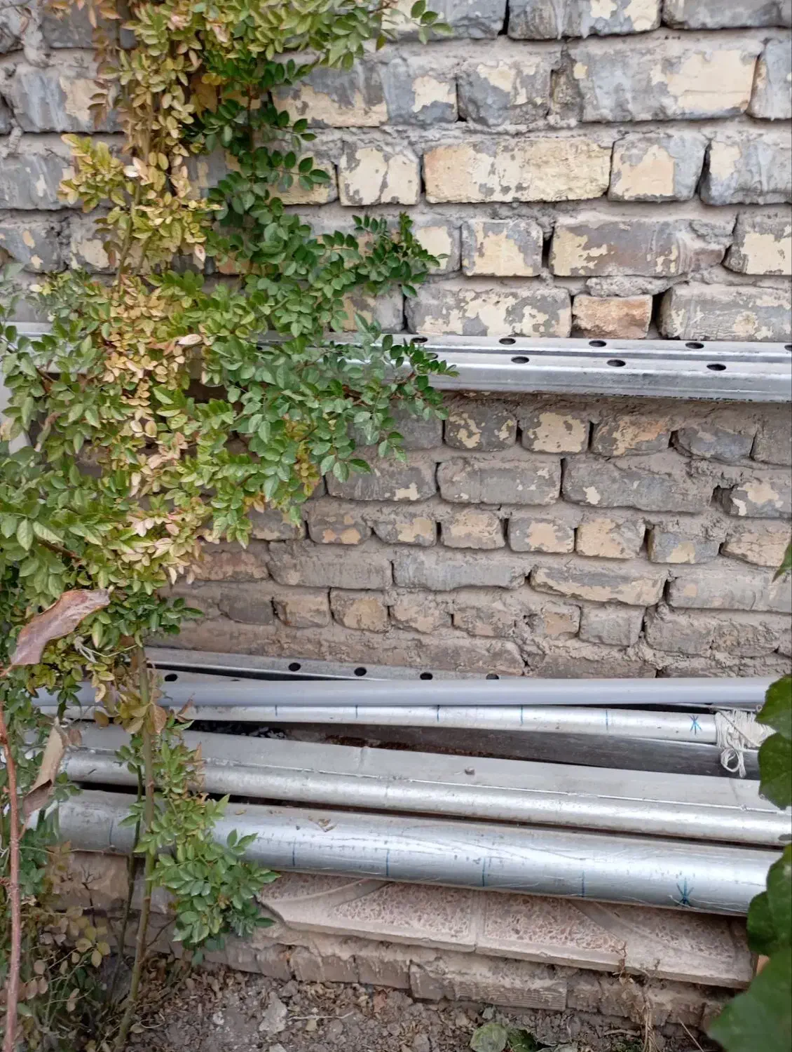 قالی|فرش|خمینیشهر, |دیوار