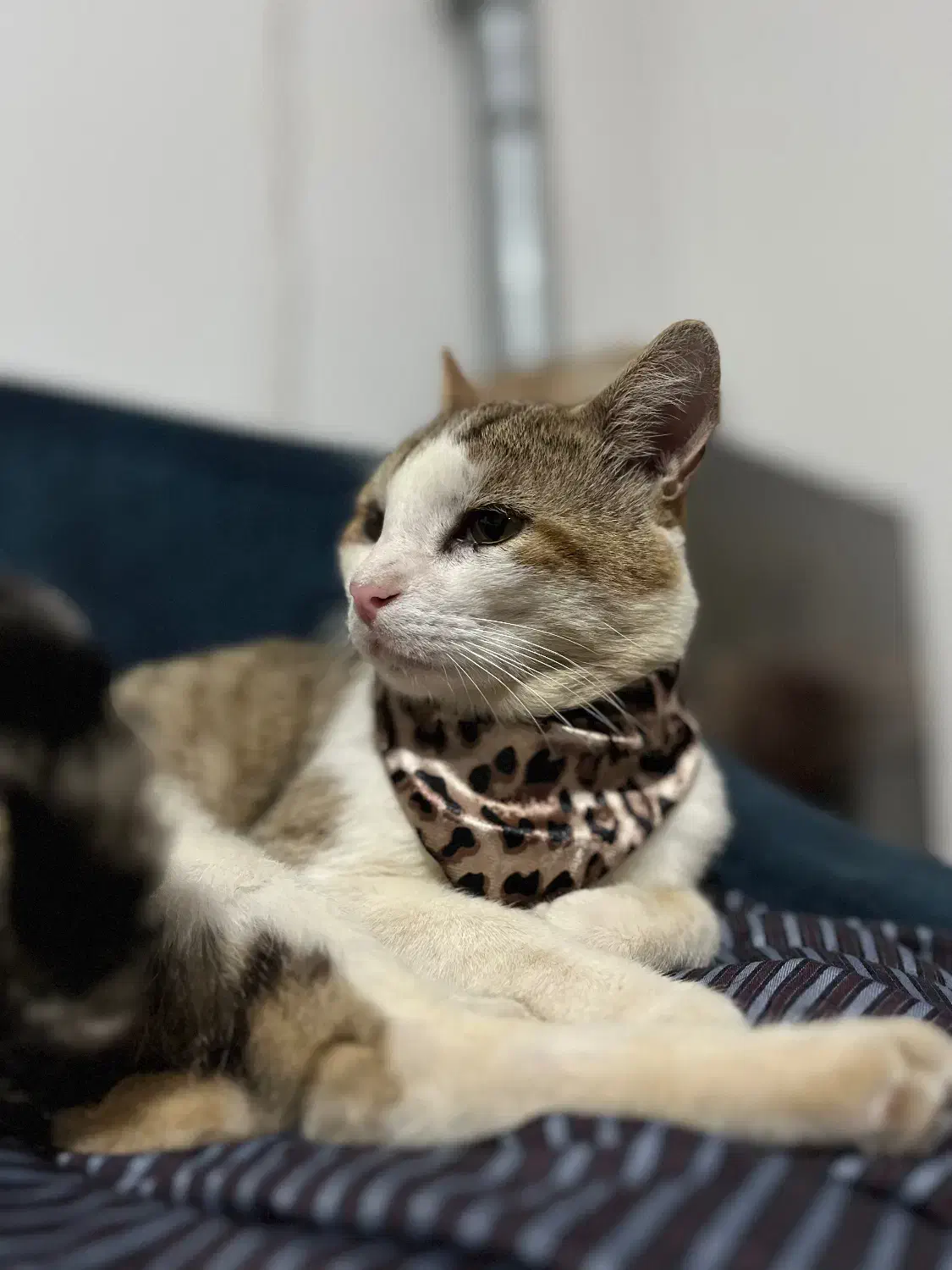 گربه گمشده|حیوانات|کلاچای, |دیوار