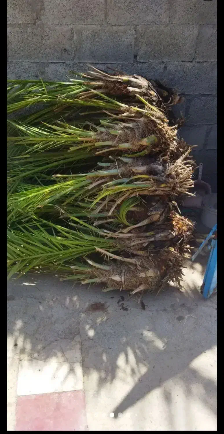 پاجوش نخل|خدمات باغبانی و درختکاری|رودبار (کرمان), |دیوار