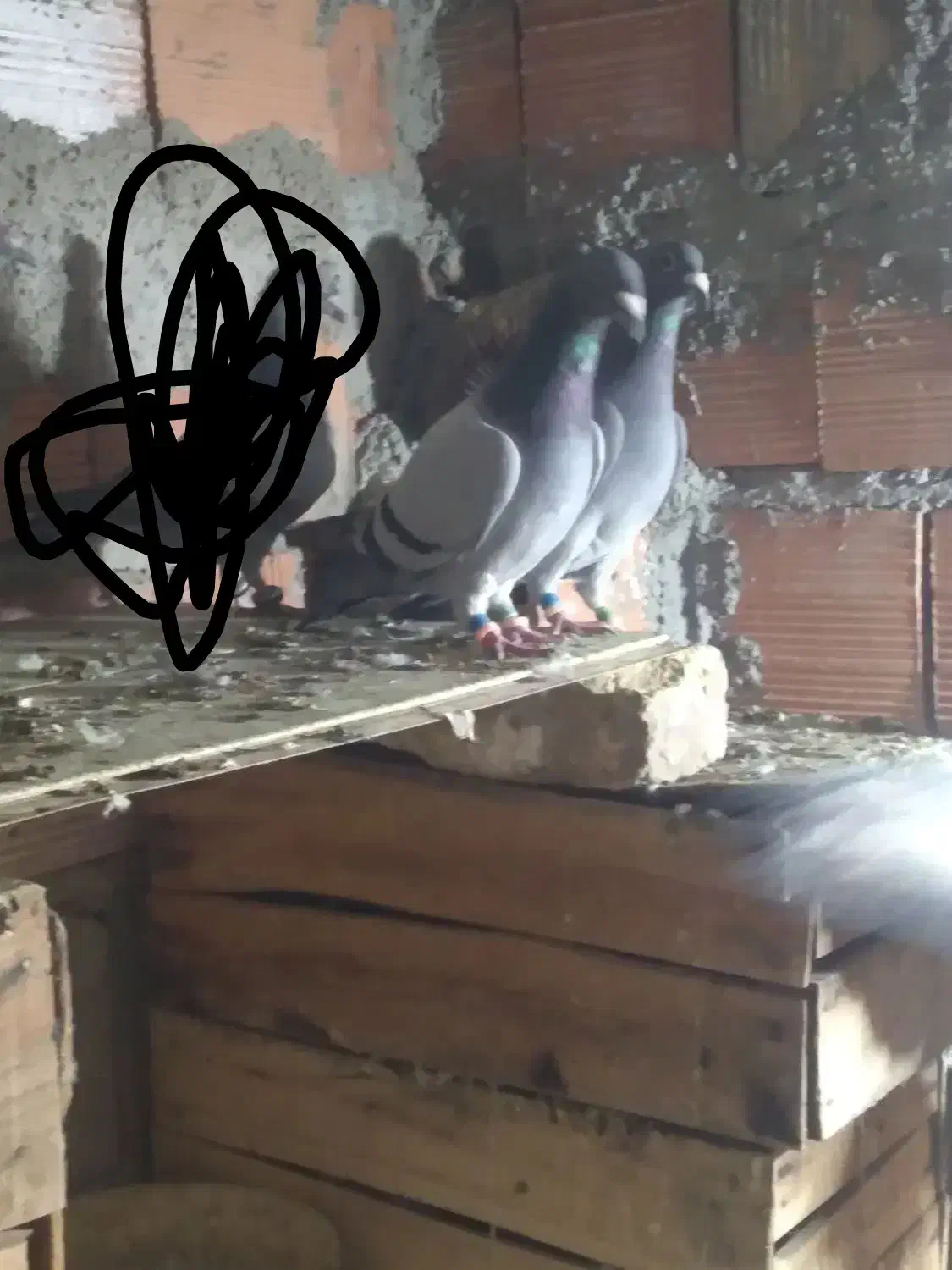 کبوتر مسافتی|پرنده|گنبد کاووس, |دیوار