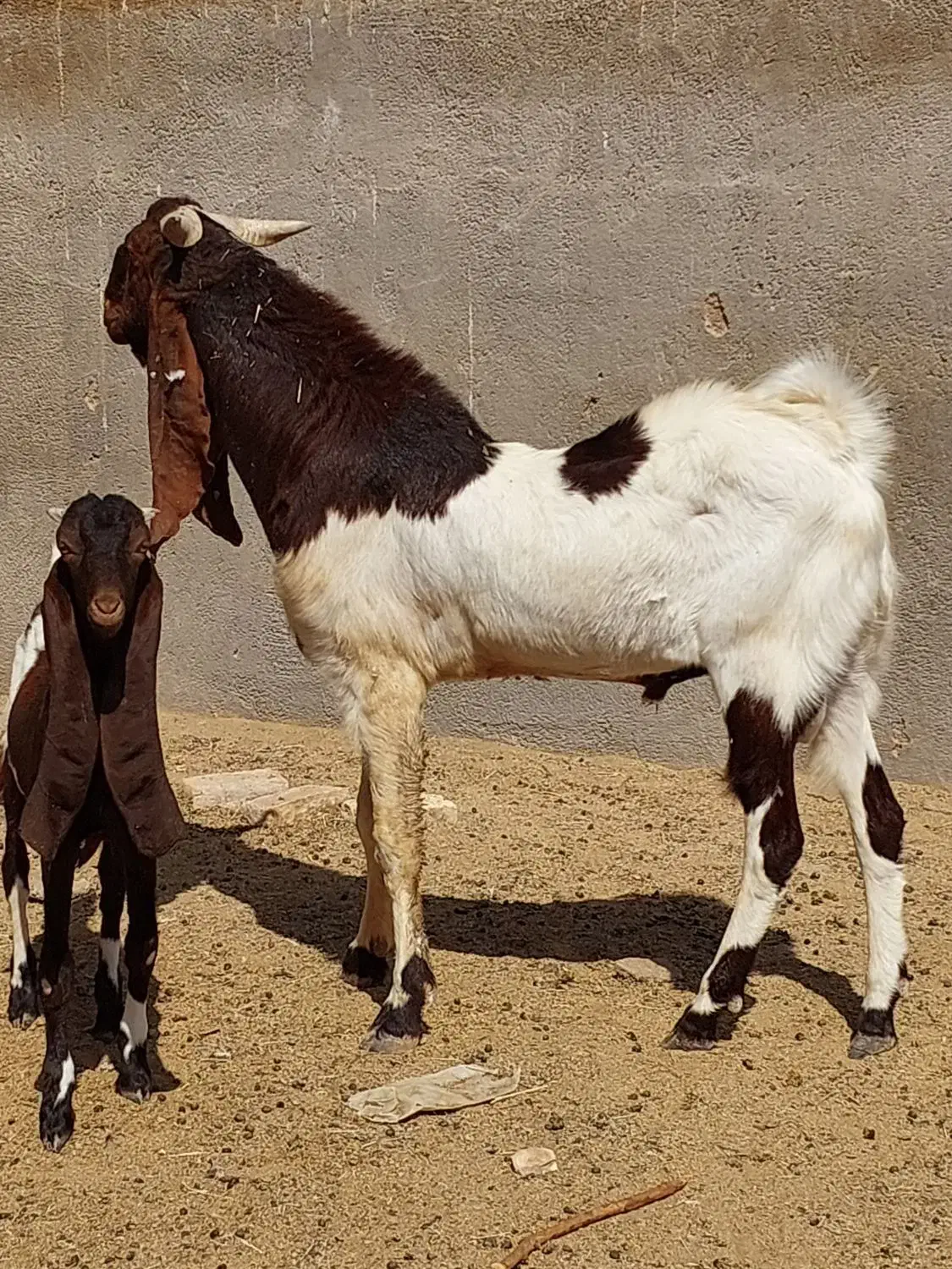 نر بز پاکستانی|حیوانات مزرعه|شریفآباد, |دیوار