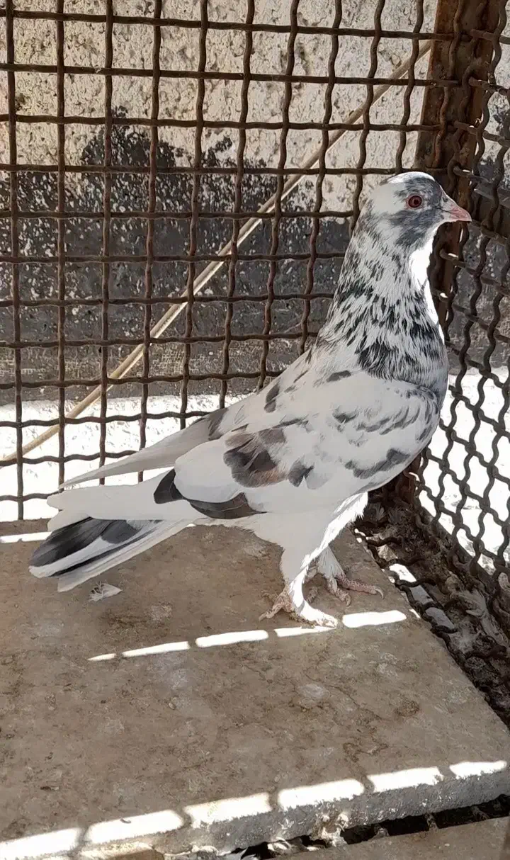 کفتر نر پلنگ|پرنده|محمدشهر, محمدشهر|دیوار