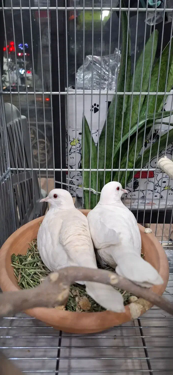 کبوتر خانگی آلبینو با جوجه|پرنده|تهران, المهدی|دیوار