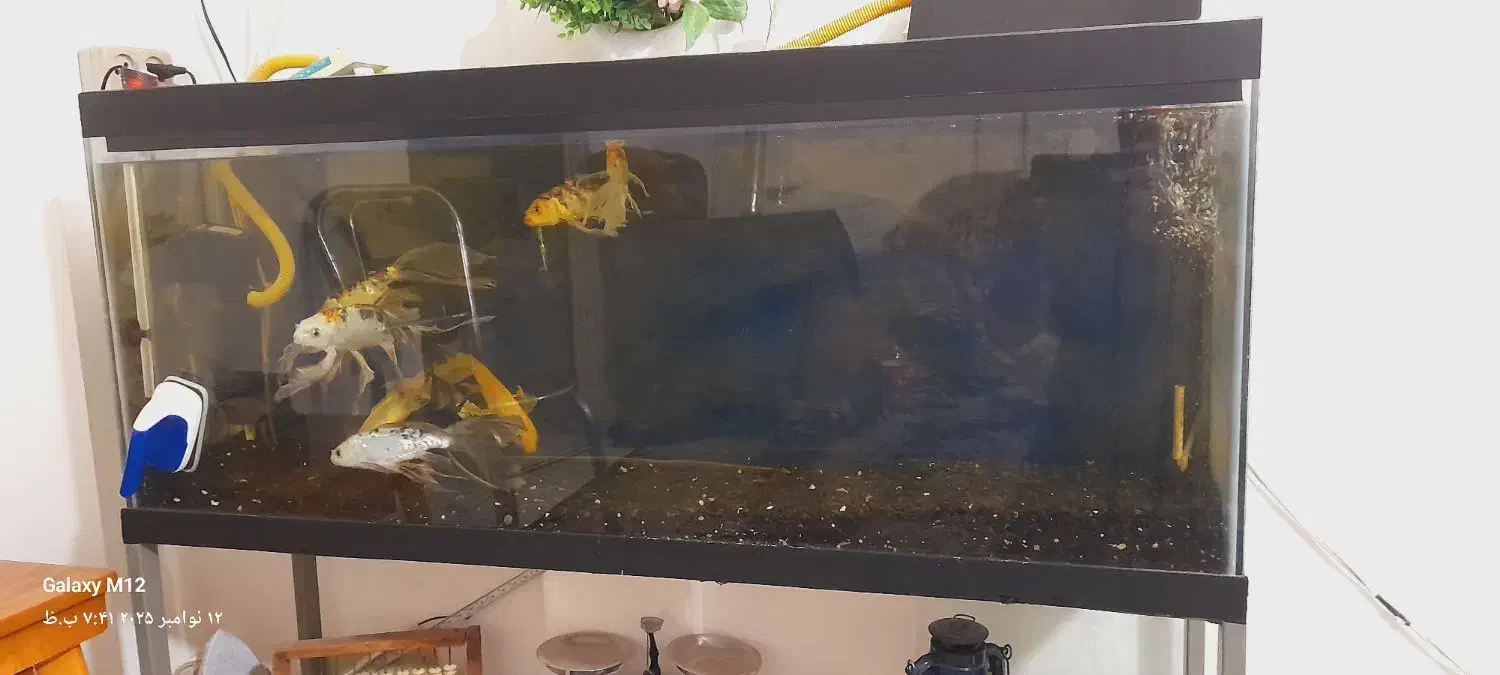 اکواریوم  یکو بیست همراه هفت عددماهی کوی سوپر باله|ماهی|مشهد, کوی ولیعصر|دیوار