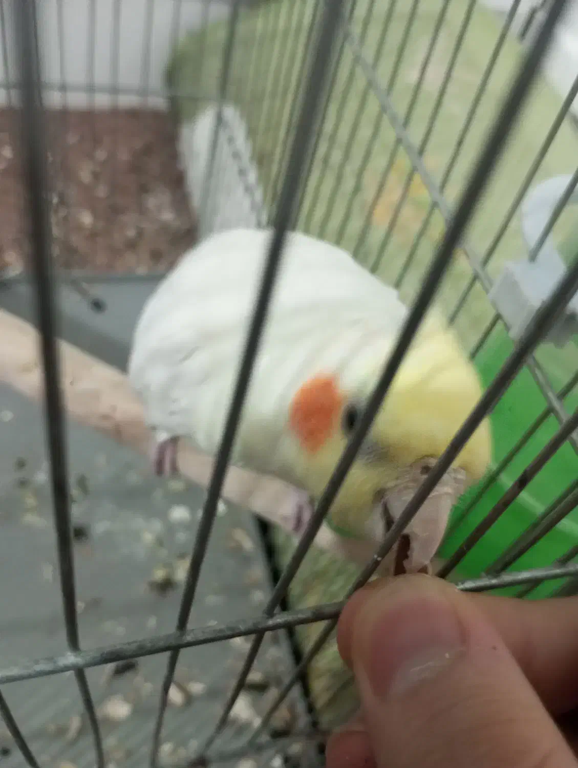 عروس هلندی ماده|پرنده|فولادشهر, A6|دیوار