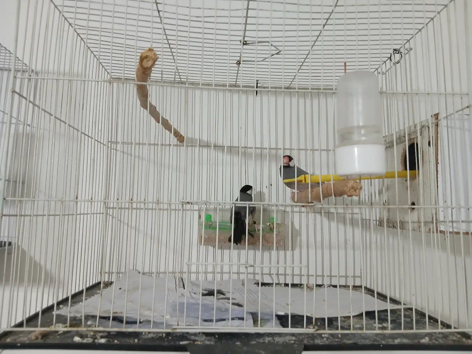 فنچ نرگسی|پرنده|مشهد, نوده|دیوار