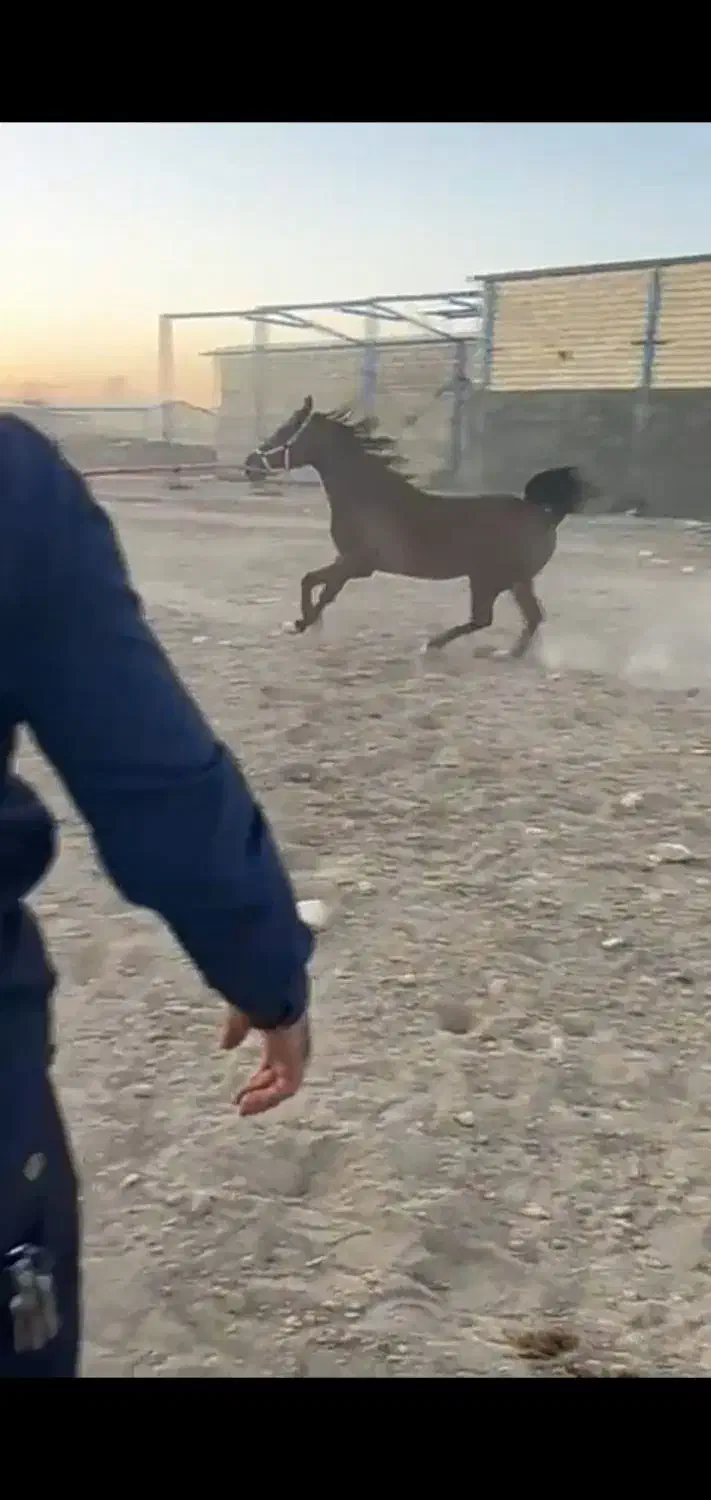 اسب مادیان اصیل|اسب و تجهیزات اسبسواری|اصفهان, فرودگاه|دیوار