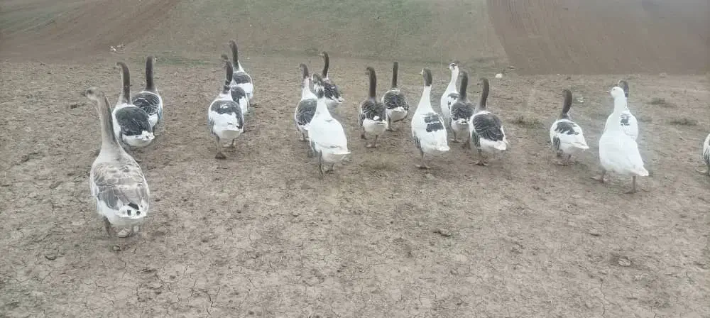 غاز طبیعی|حیوانات مزرعه|قشلاق دشت, |دیوار