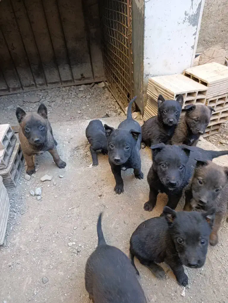 توله مالینویز|سگ|تهران, انبار نفت|دیوار