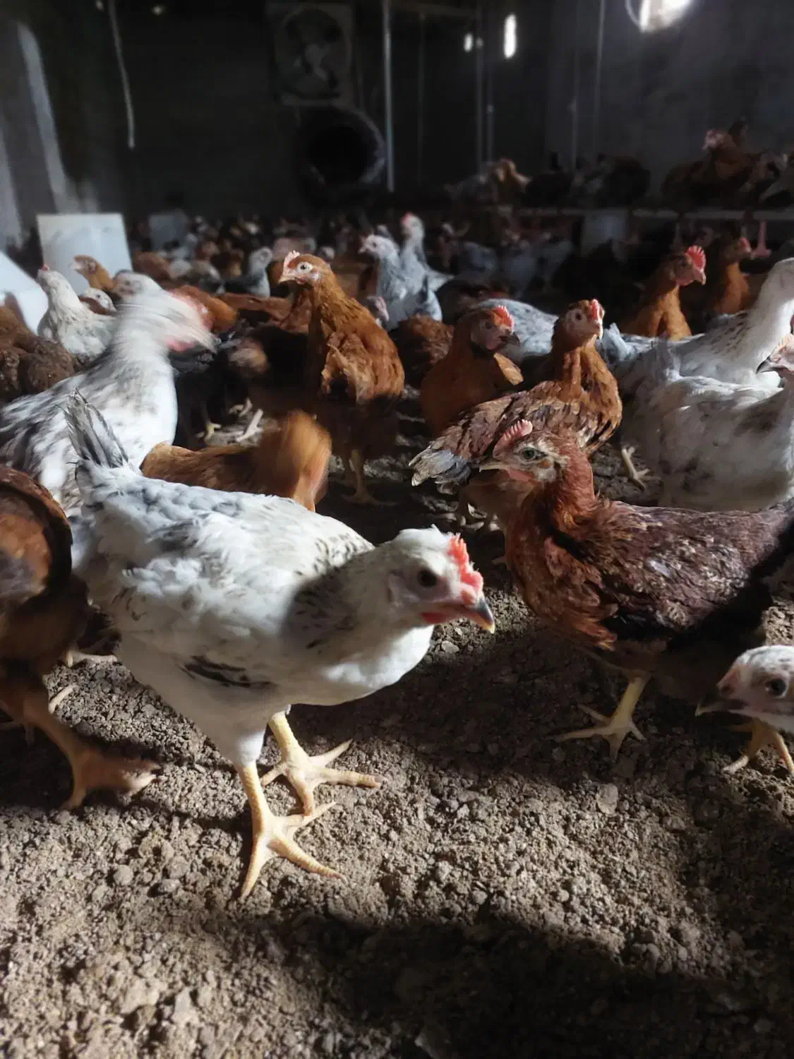 مرغ و خروس ۲ ماهه|حیوانات مزرعه|دابودشت, |دیوار