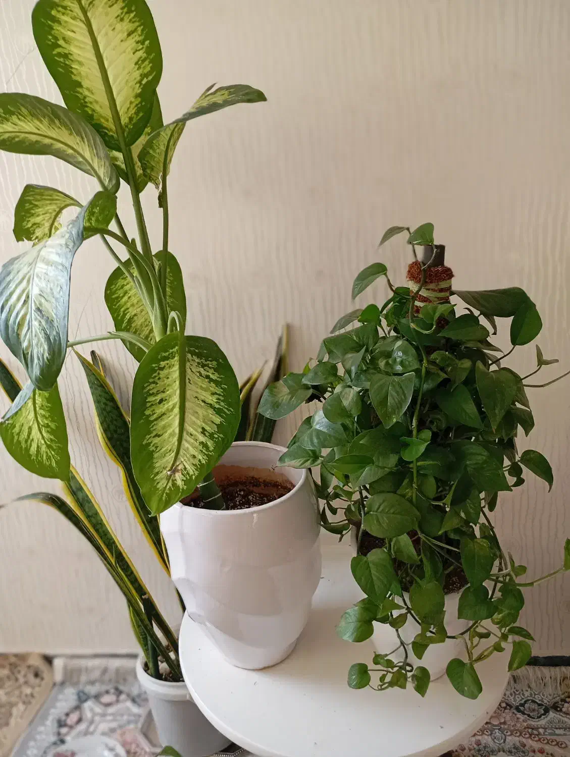 گل طبیعی|گل و گیاه طبیعی|مریوان, |دیوار