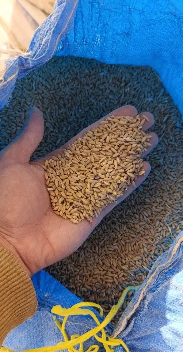 فروش گندم دیم|خدمات باغبانی و درختکاری|اقلید, |دیوار