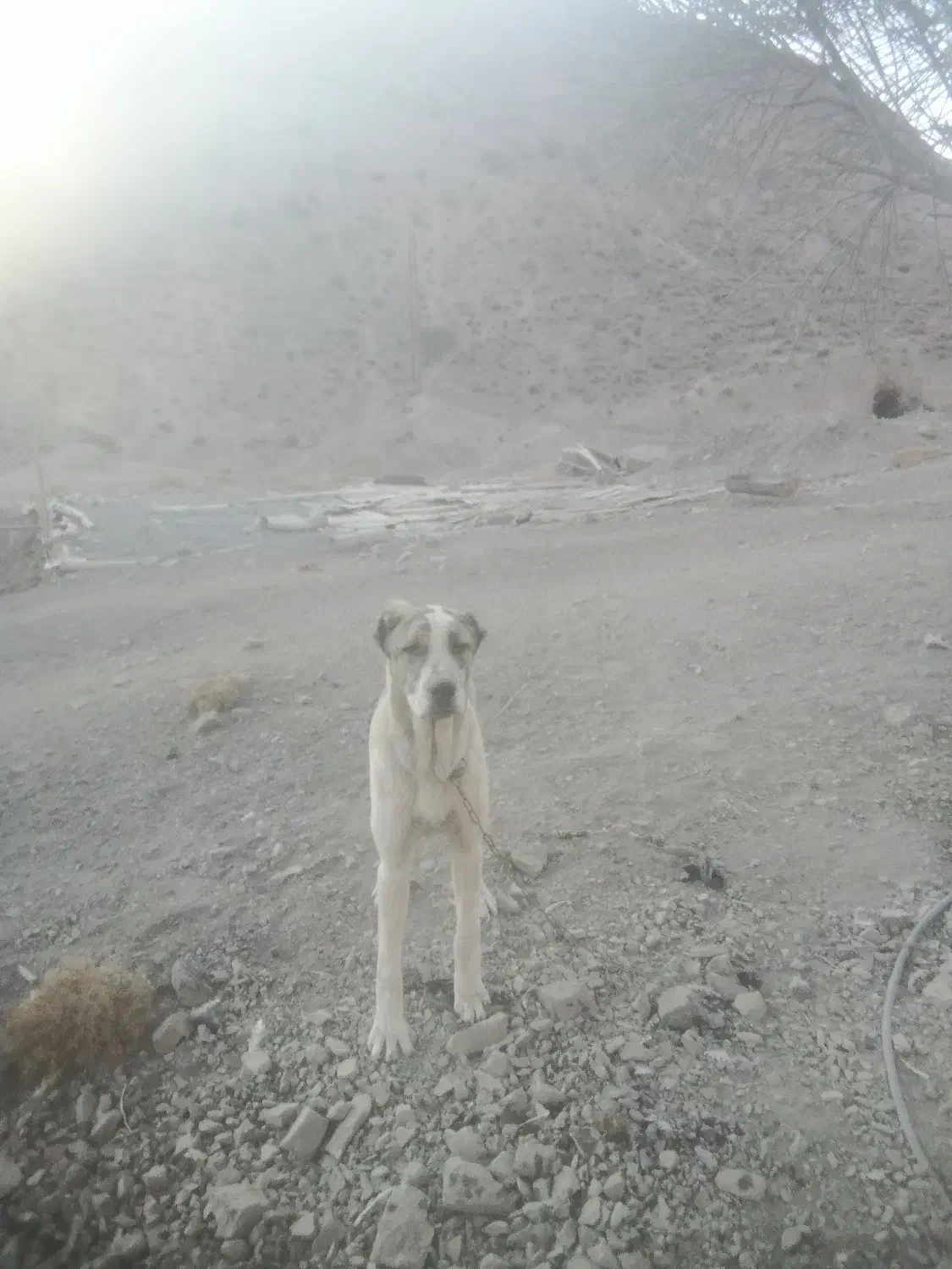 توله‌ها سرابی افغان|سگ|کرمان, |دیوار