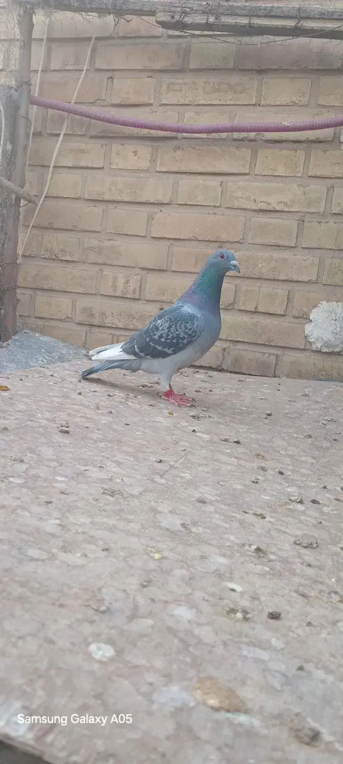 پلاکی|پرنده|بهبهان, |دیوار