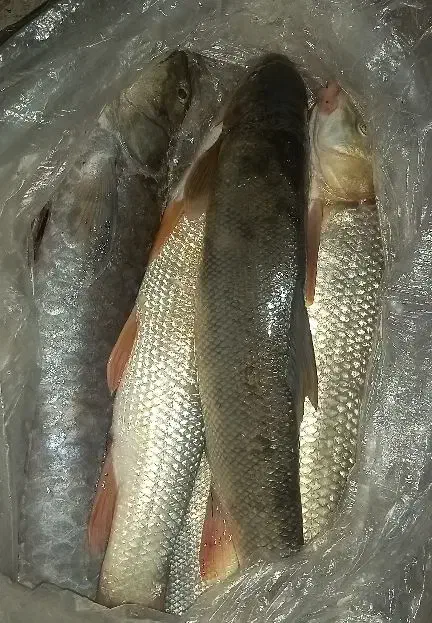 ماهی تازه|ماهی|دورود, |دیوار