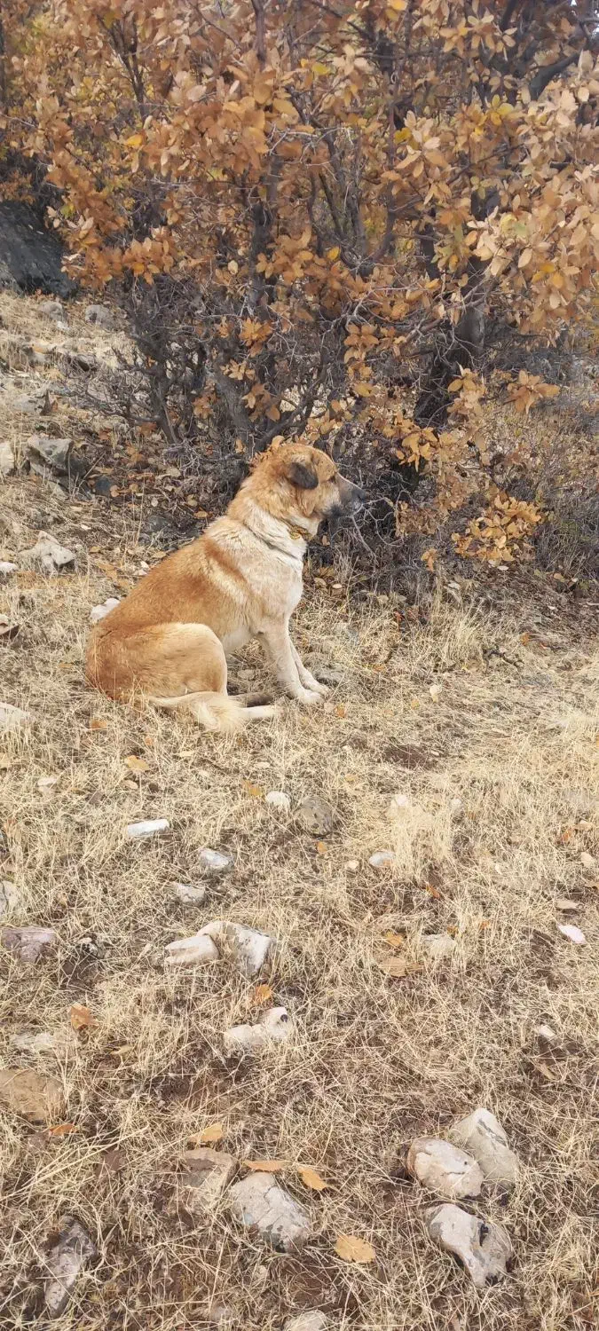 سگ نگهبان|سگ|گهواره, |دیوار