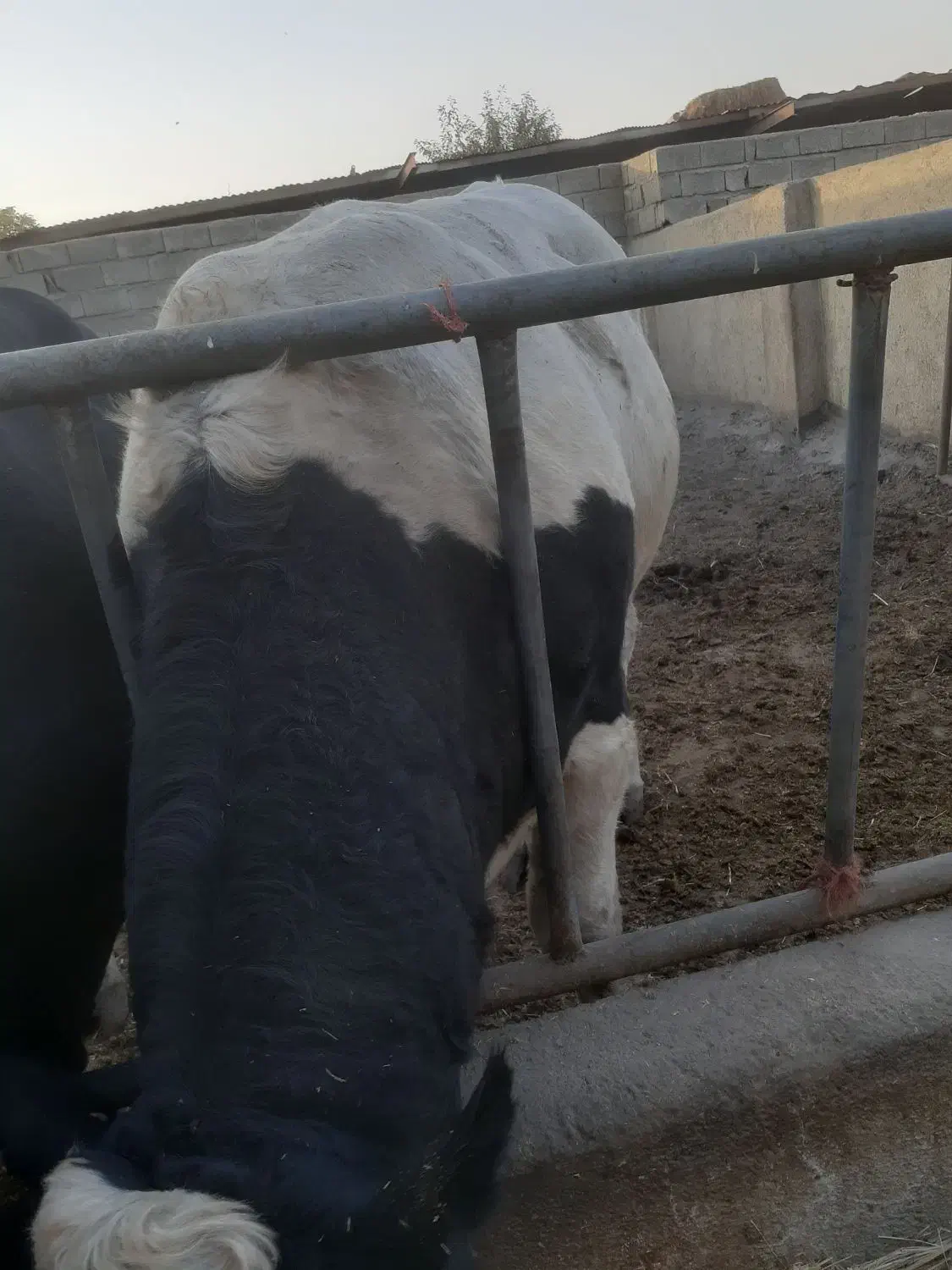 گوساله|حیوانات مزرعه|وحیدیه, |دیوار