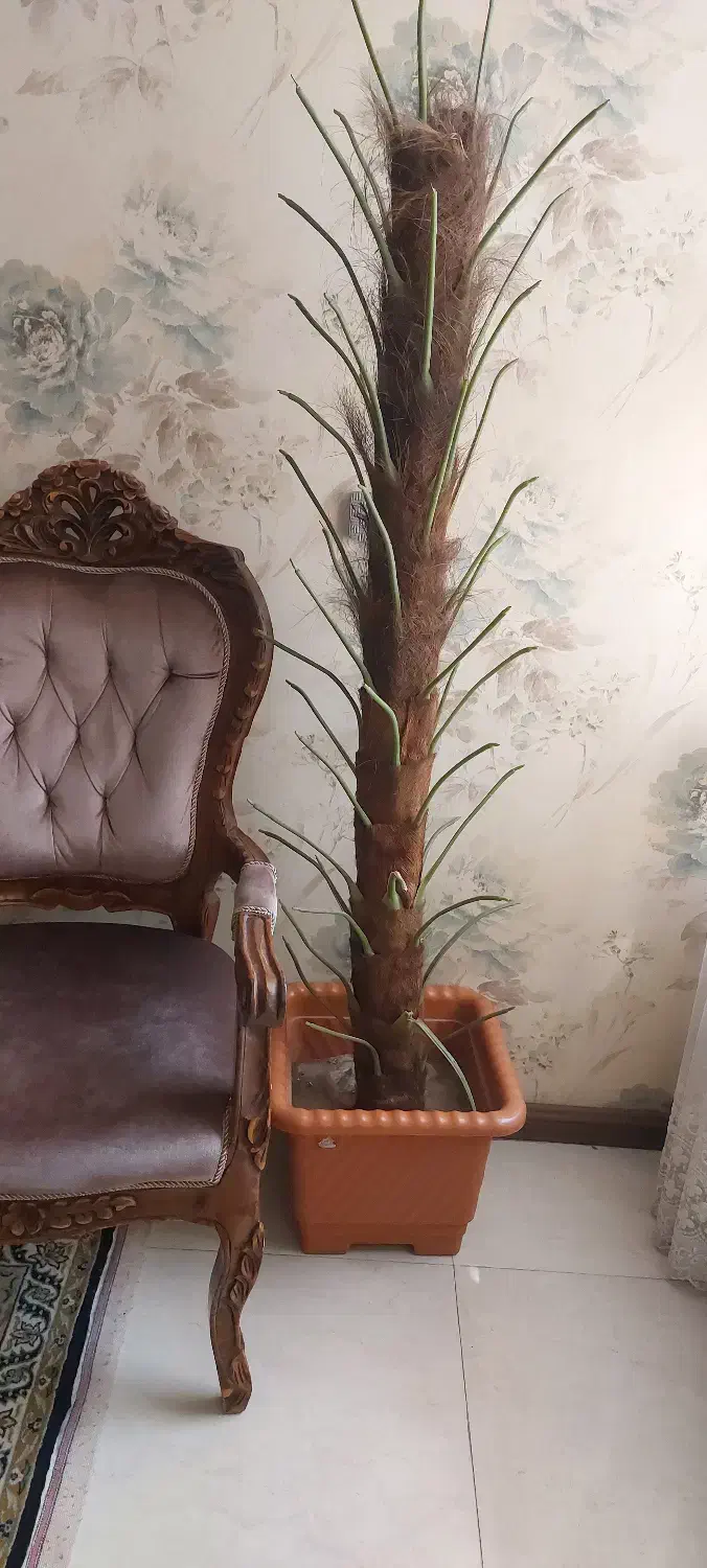 گلدان مصنوعی|گل مصنوعی|مشهد, آبکوه|دیوار