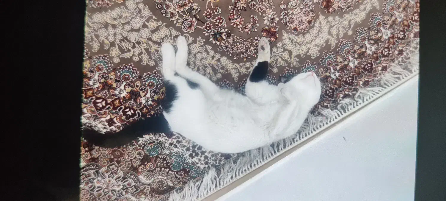 سلام واگذاری گربه 1ساله|گربه|کرمانشاه, |دیوار