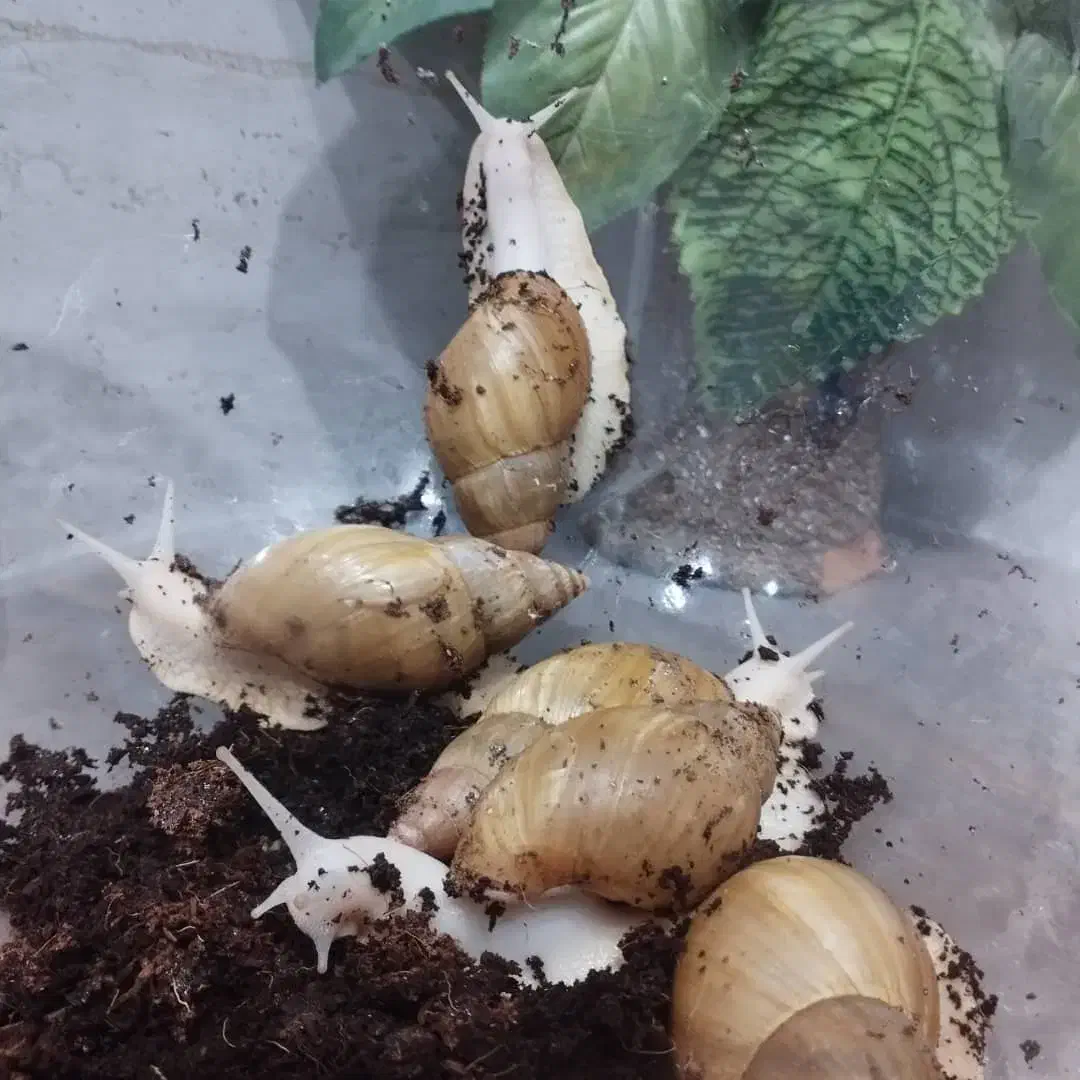 حلزون مولد با جوجه|خزنده|یزد, |دیوار