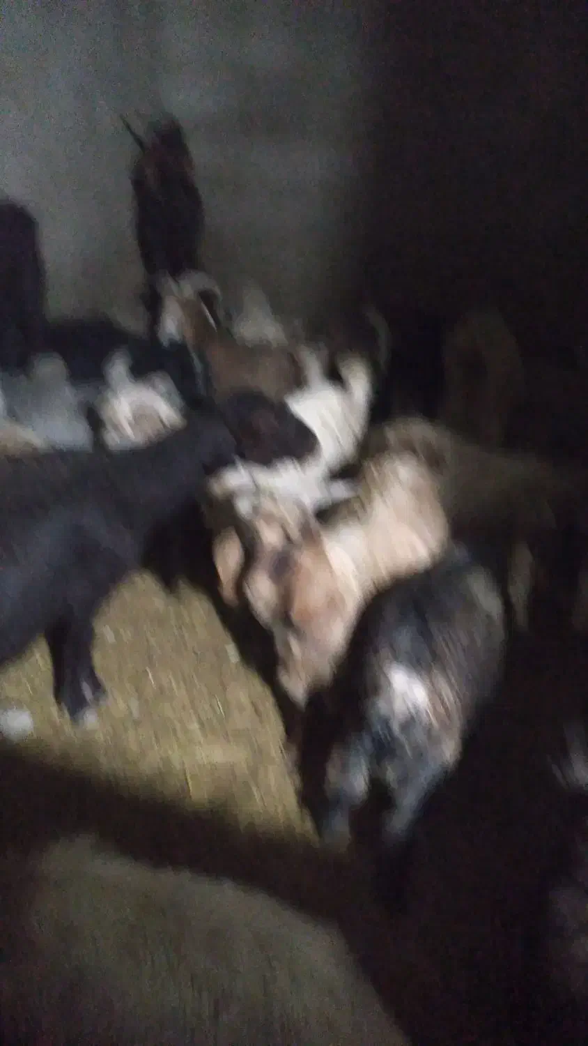 چپش نر|حیوانات مزرعه|پاپی, |دیوار