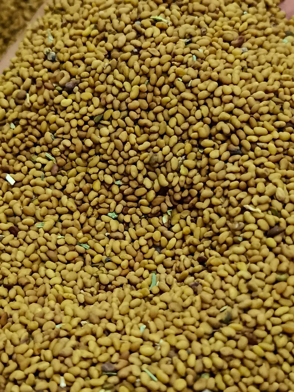 تخم (بذر)یونجه گلوان|خدمات باغبانی و درختکاری|مرند, |دیوار