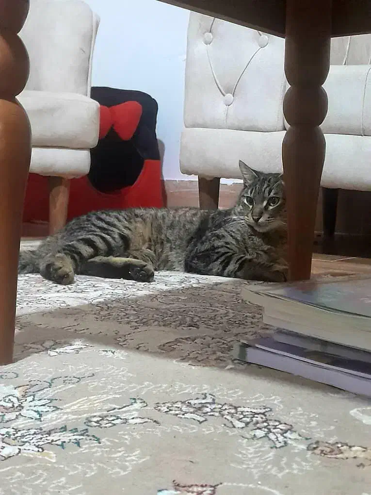 گربه گمشده (به اسم پرویز)|گربه|گرگان, |دیوار