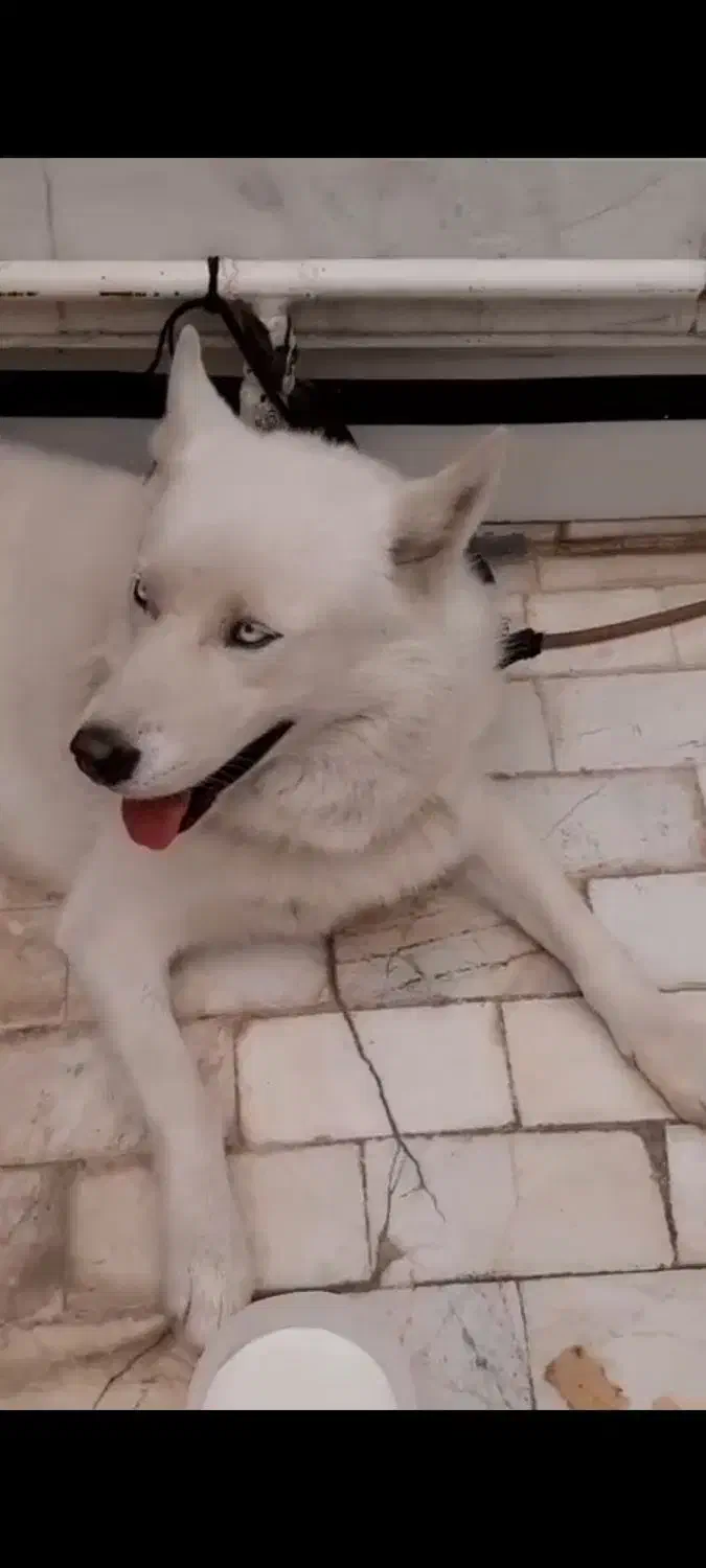 سگ گم شده|حیوانات|قم, نیروگاه|دیوار