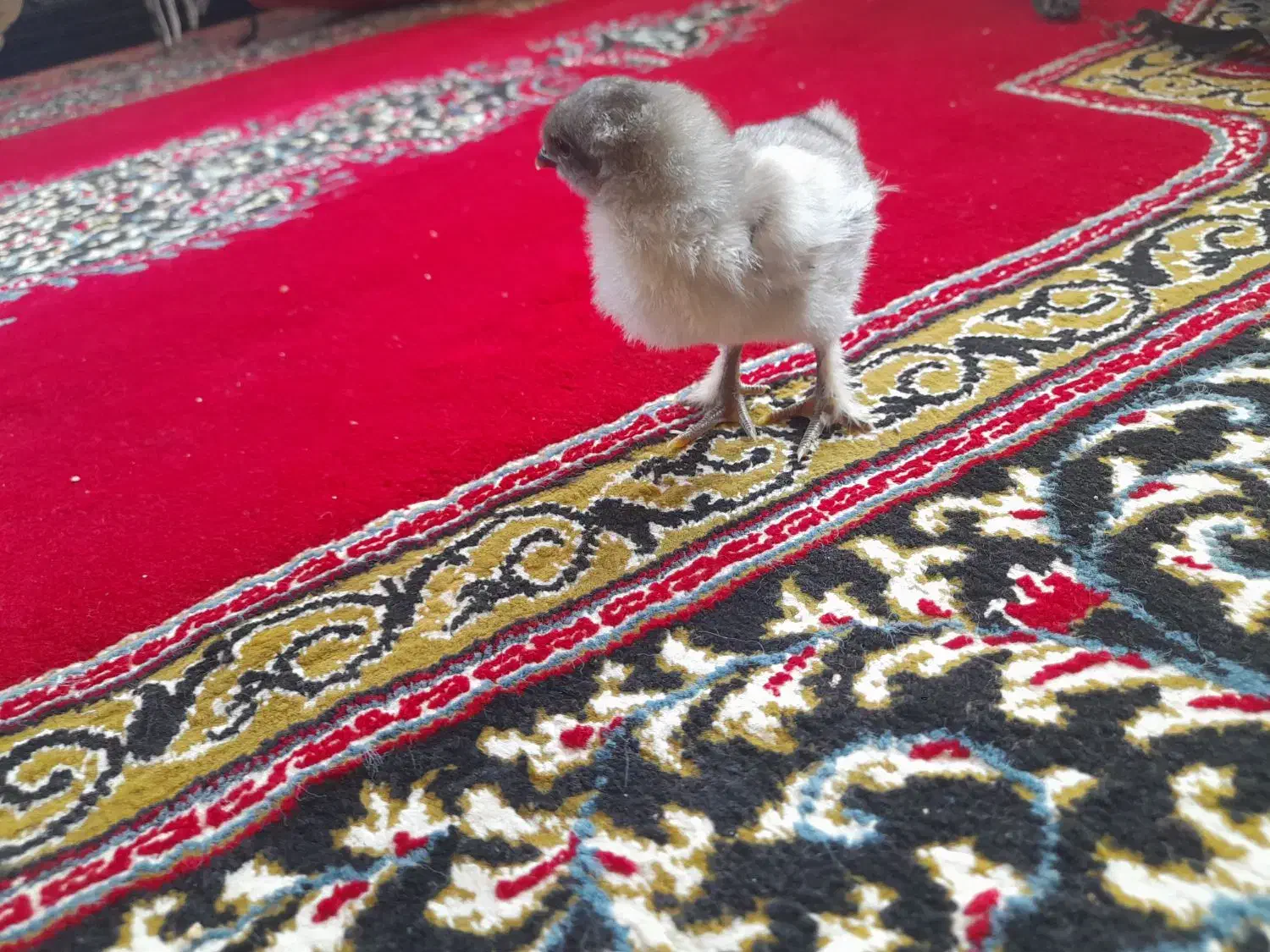 ۱۲ تا جوجه سر حال|حیوانات مزرعه|هادی شهر, |دیوار