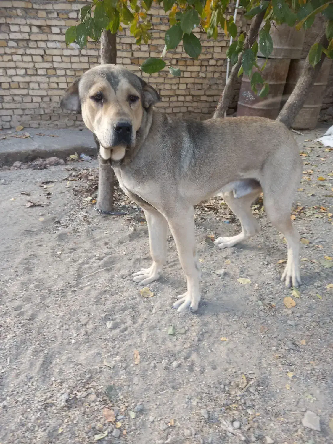 سگ پژدر یک سال|سگ|ملایر, |دیوار