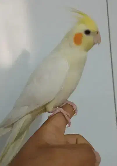 جوجه عروس هلندی|پرنده|طرقبه, |دیوار