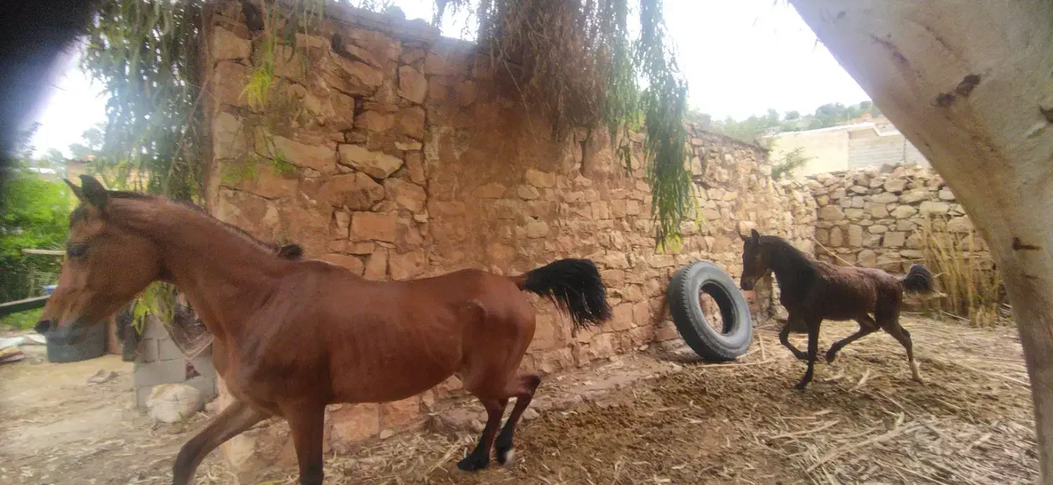 مادیون با کره برگه میکرو چیت دار یه سر|اسب و تجهیزات اسبسواری|شهرکرد, |دیوار