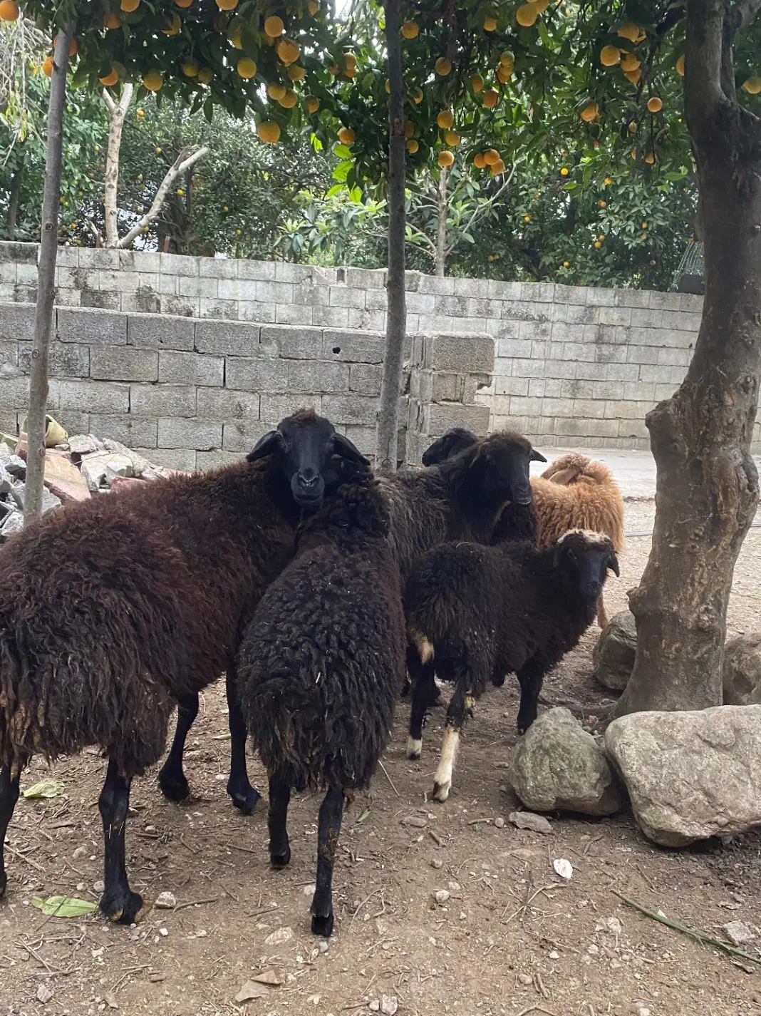 گوسفند ماده با بره تر و تمیز فروشی|حیوانات مزرعه|نوشهر, |دیوار