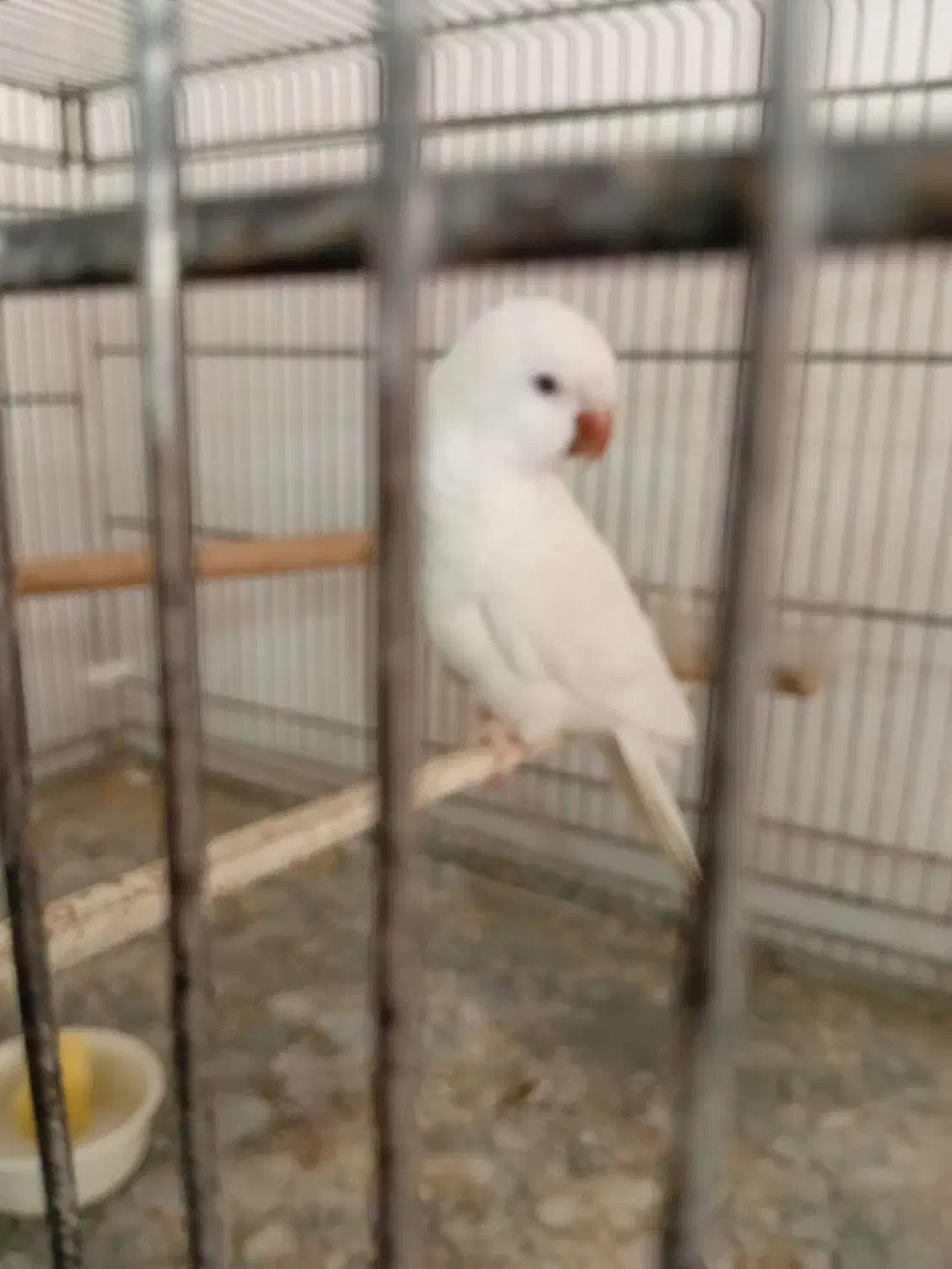 راهب ماده اماده|پرنده|اندیشه, اندیشه فاز ۵|دیوار