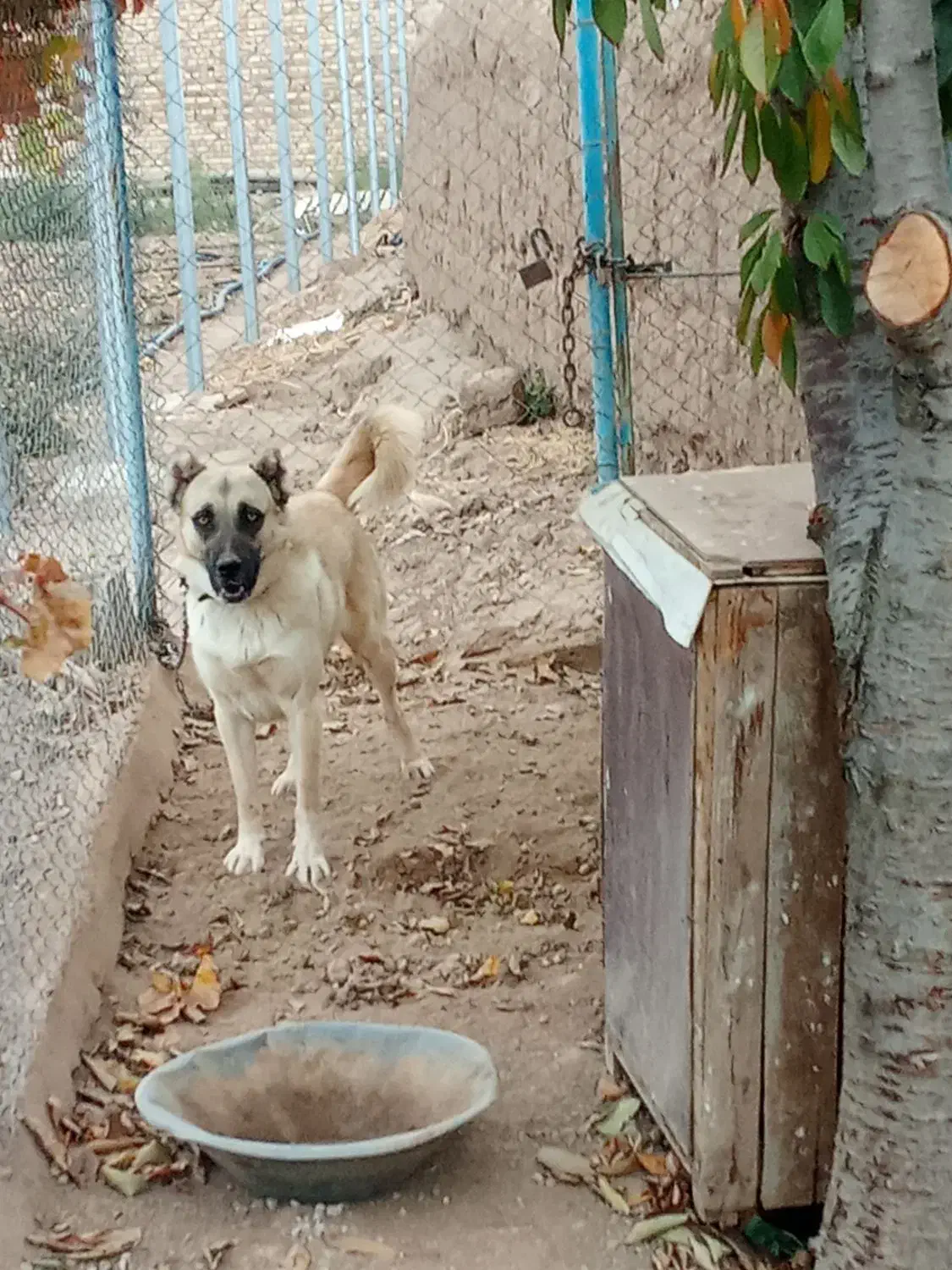 فروش سگ 8ماهه «نر»|سگ|یامچی, |دیوار