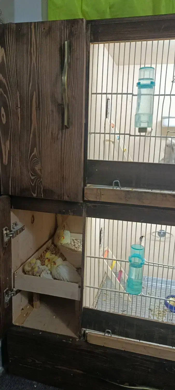 قفس طوطی دوطبقه ضد آب|لوازم جانبی حیوانات|کرج, دولت‌آباد|دیوار