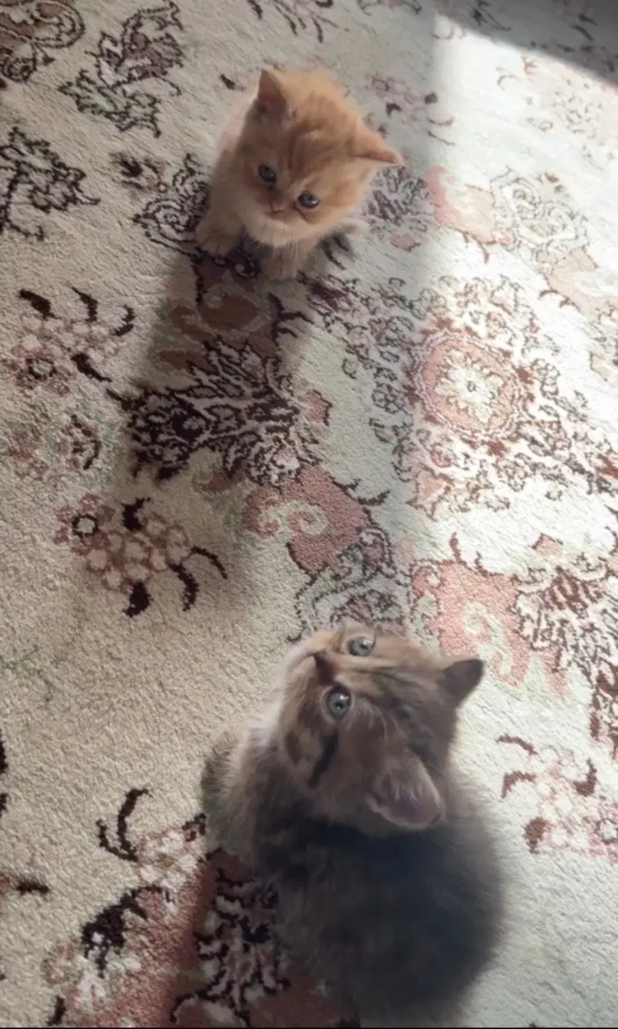 گربه اسکاتیش|گربه|بوکان, |دیوار