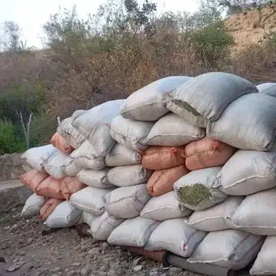 فروش حدود 1 تن یونجه مرغوب و با کیفیت کمردوغ|خدمات باغبانی و درختکاری|چاروسا, |دیوار